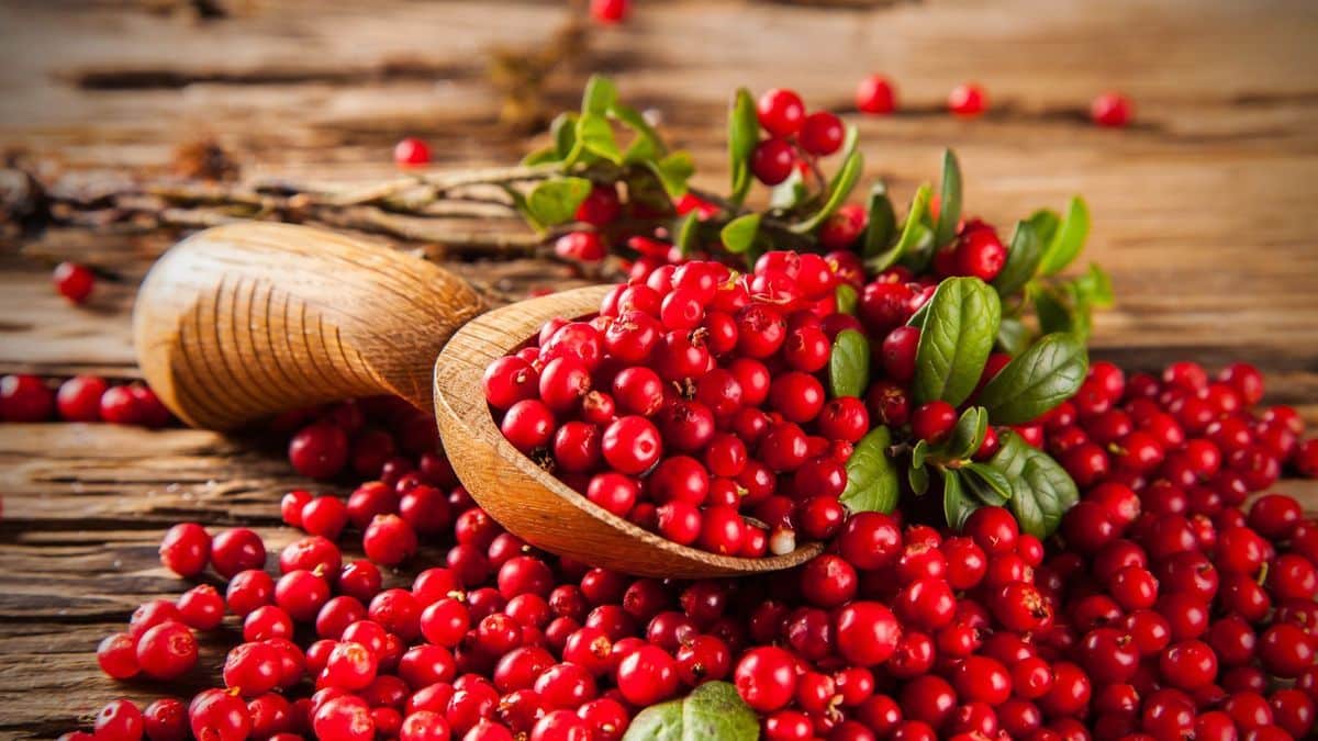 bienfaits du cranberry