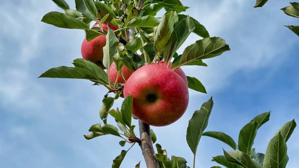 vinaigre de cidre