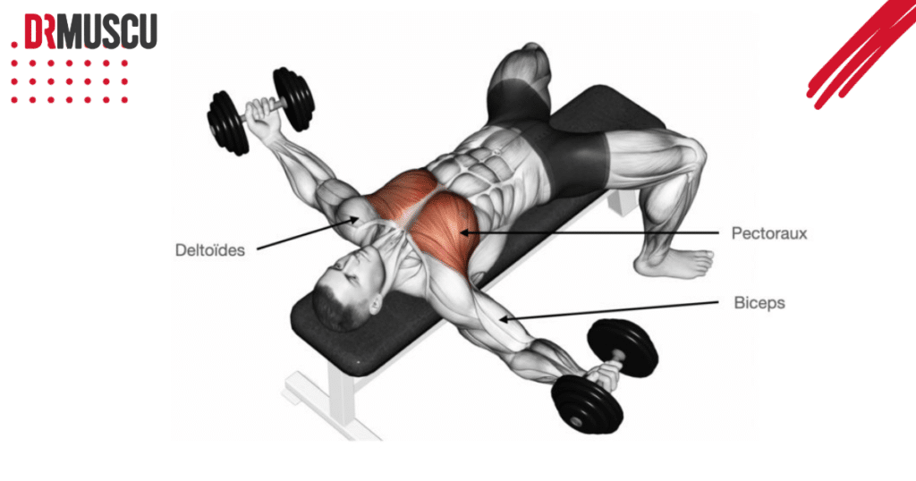 muscle travaillé avec le développé couché avec haltères