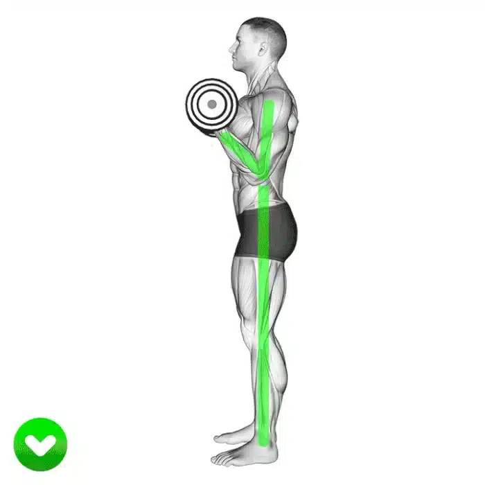 Animation musculature humaine lors d'exercice de biceps.