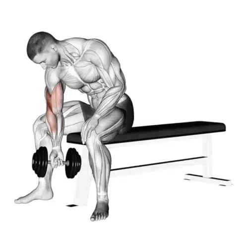 Homme réalisant exercice musculation biceps avec haltère
