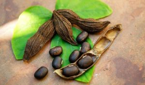 Gousses et graines de vanille sur feuille verte.
