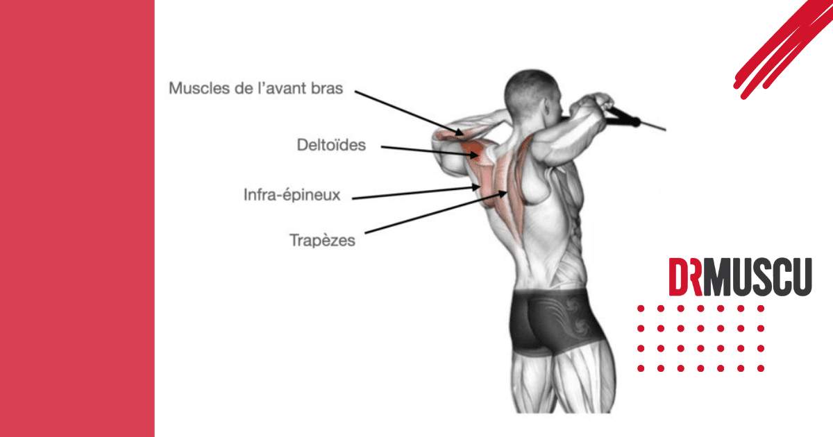 Anatomie muscles épaule et avant-bras.