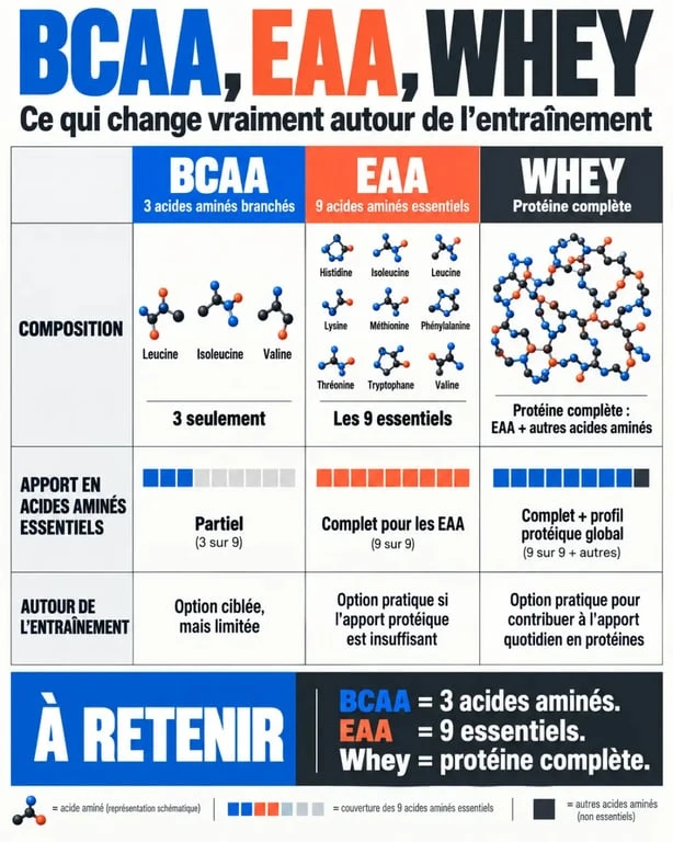 BCAA avantages musculaires : comparaison entre BCAA, whey et EAA