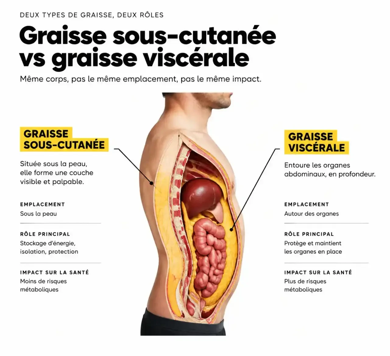 Schéma de la graisse sous-cutanée et viscérale pour comprendre la perte de ventre chez l'homme